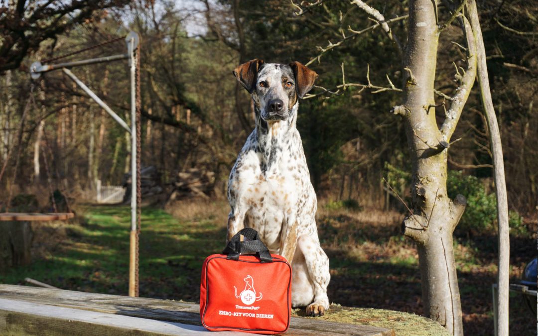 First Aid Kit & Medicine Travel Dog